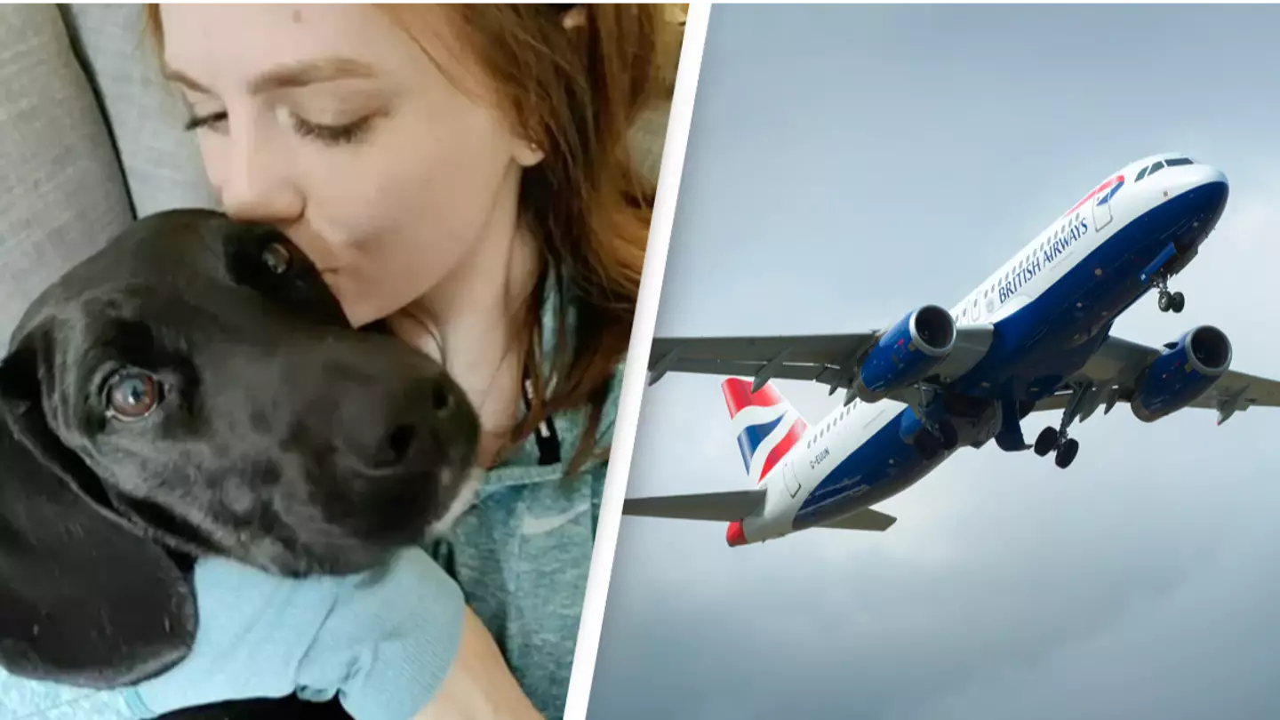 Airline accidentally sends American family's dog to Saudi Arabia instead of Nashville