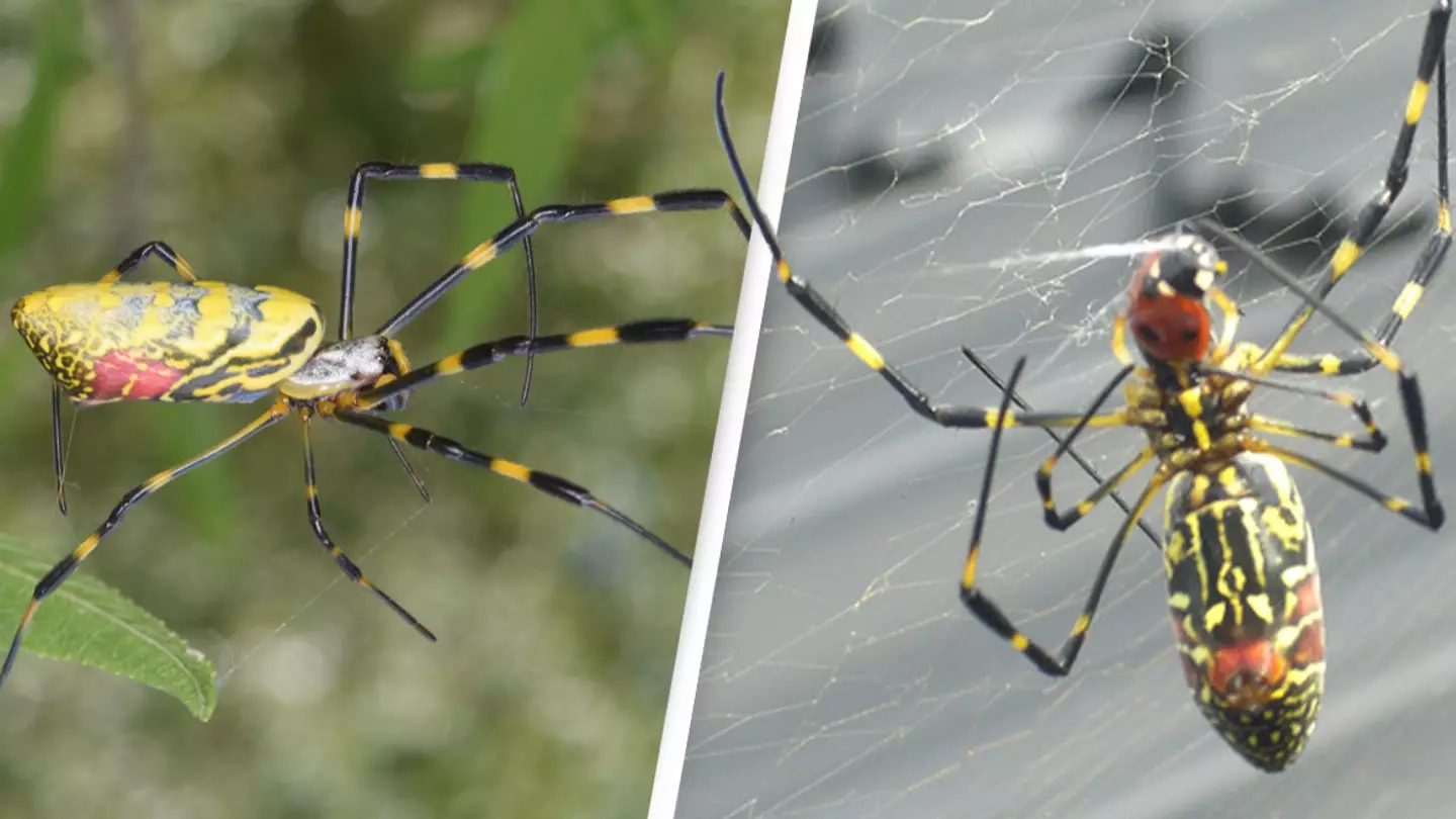 Huge Parachuting Spiders Will Start To Cover Entire East Coast, Experts Warn
