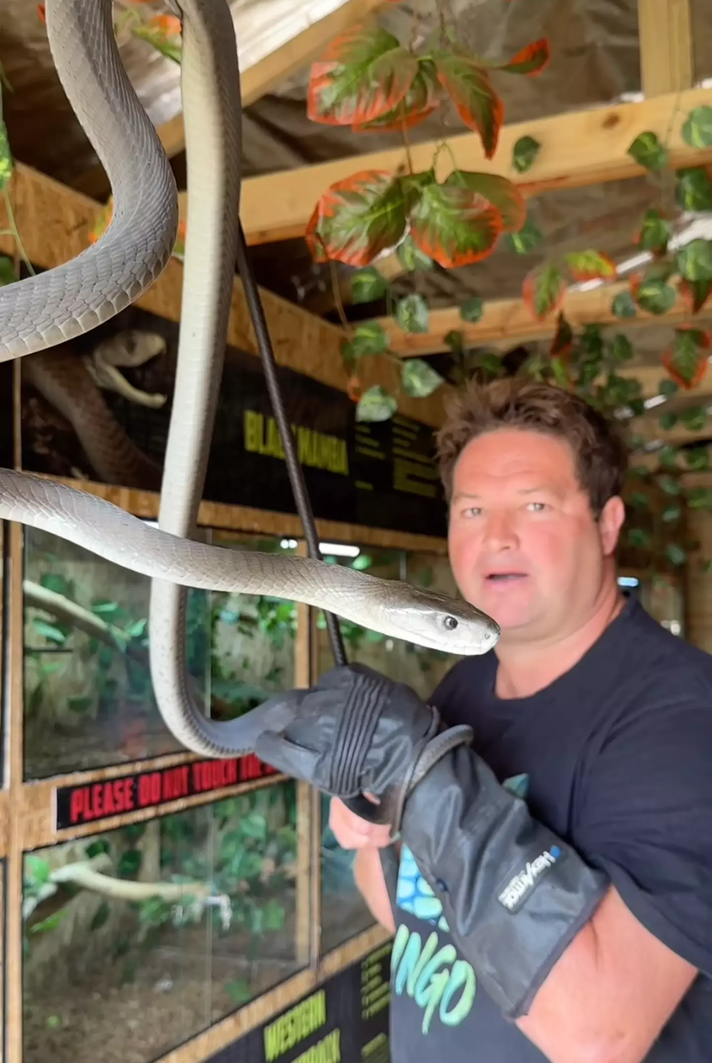 Dingo was likened to legendary Aussie conservationist Steve Irwin (Instagram/dingo_dinkelman)