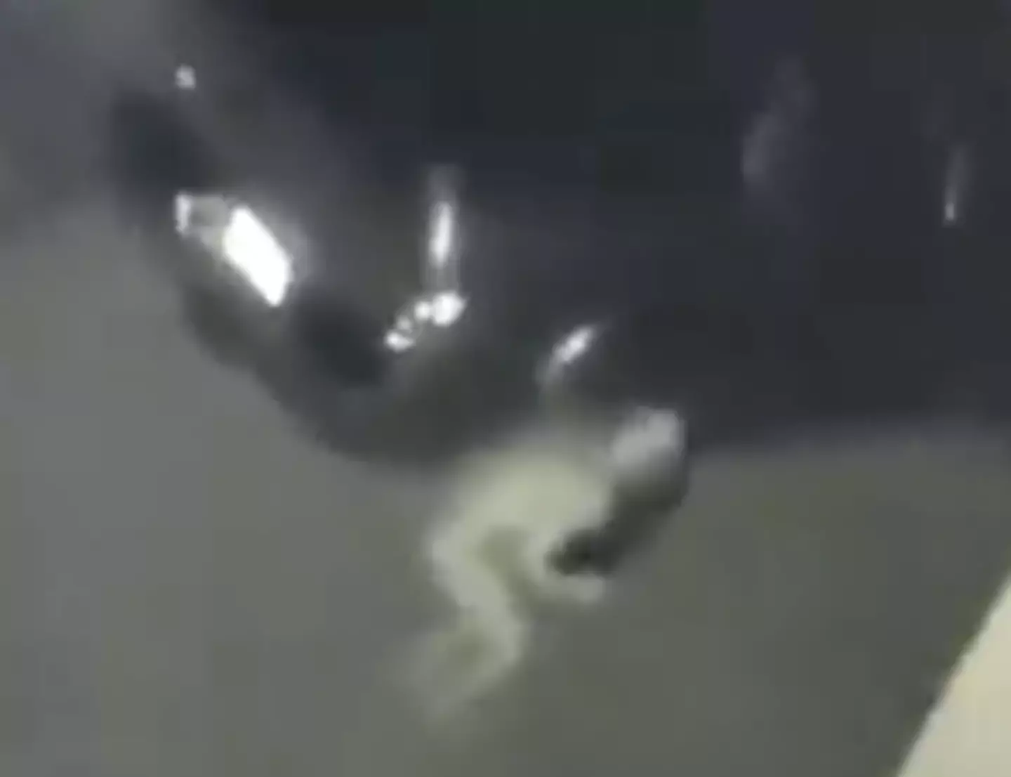 The 'Pale creature' was caught on camera near Moorhead, KY.