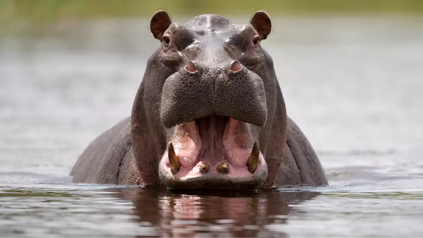 Man brutally mauled to death by pet hippo he allegedly treated 'like a son'