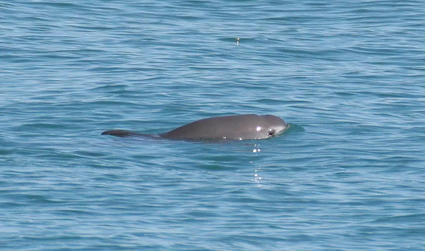 Experts now fear there are just vaquitas left in the wild.