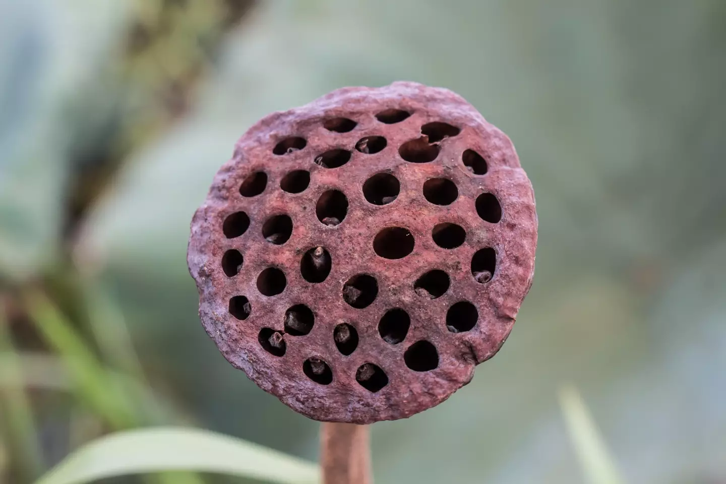 A lotus seed can be a source of trypophobia.