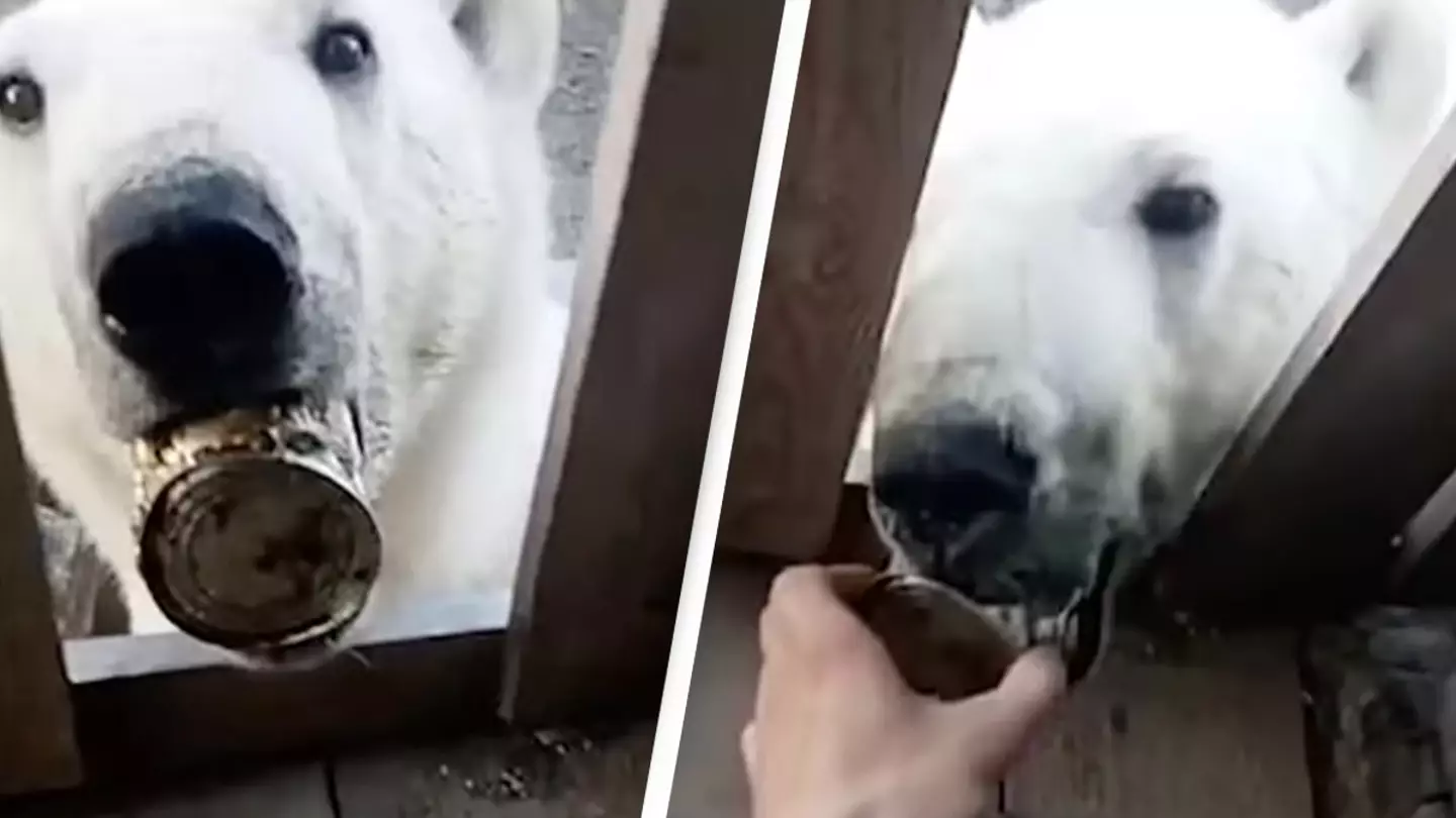 Starving Polar Bear 'Begs Humans For Help' In Incredible Footage