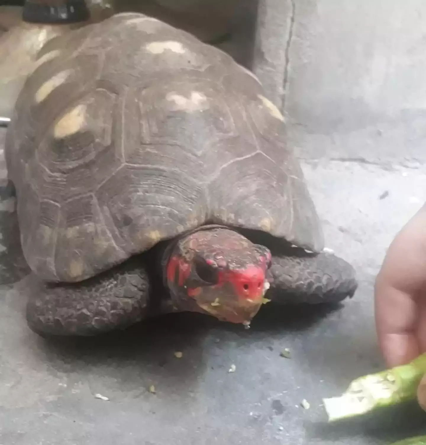 Long-lost tortoise Manuela was found in the attic 30 years later.