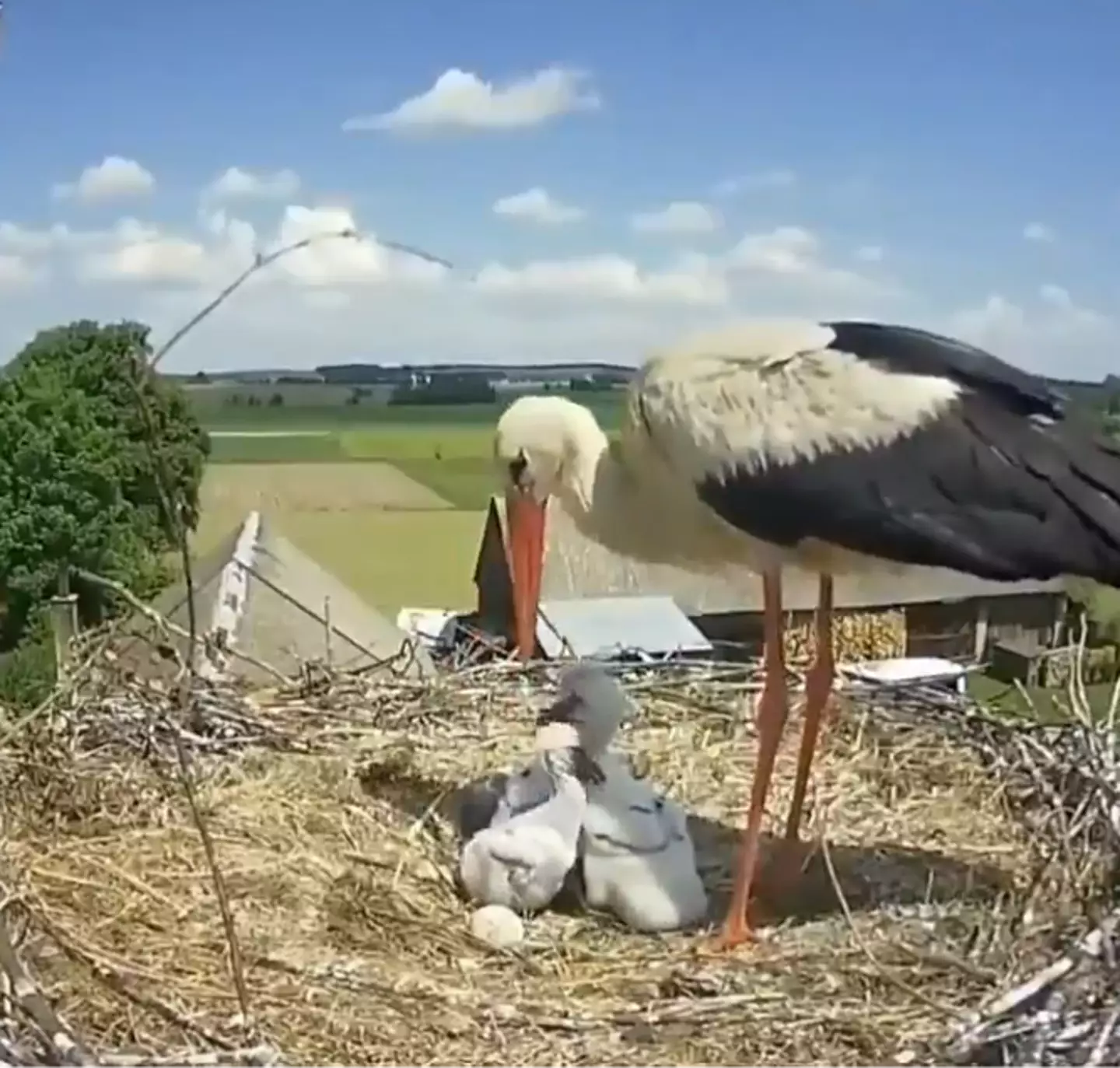 White Storks reduce their broods in times of stress.