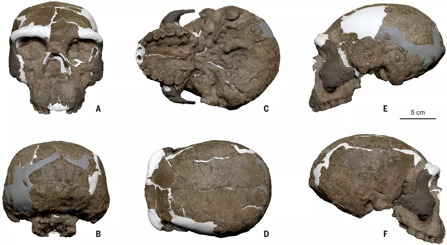 The study involved a reconstruction of the fossil (Science)