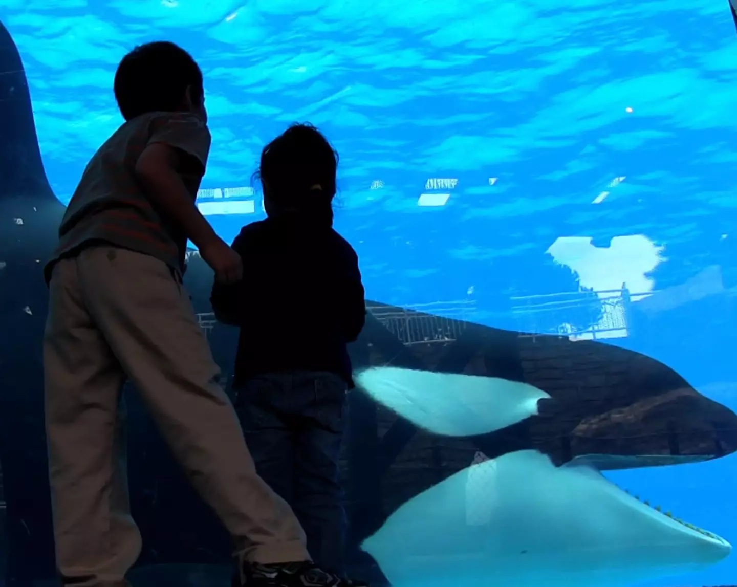 Blackfish follows the story of Tilikum and whale captivity (Magnolia Pictures)