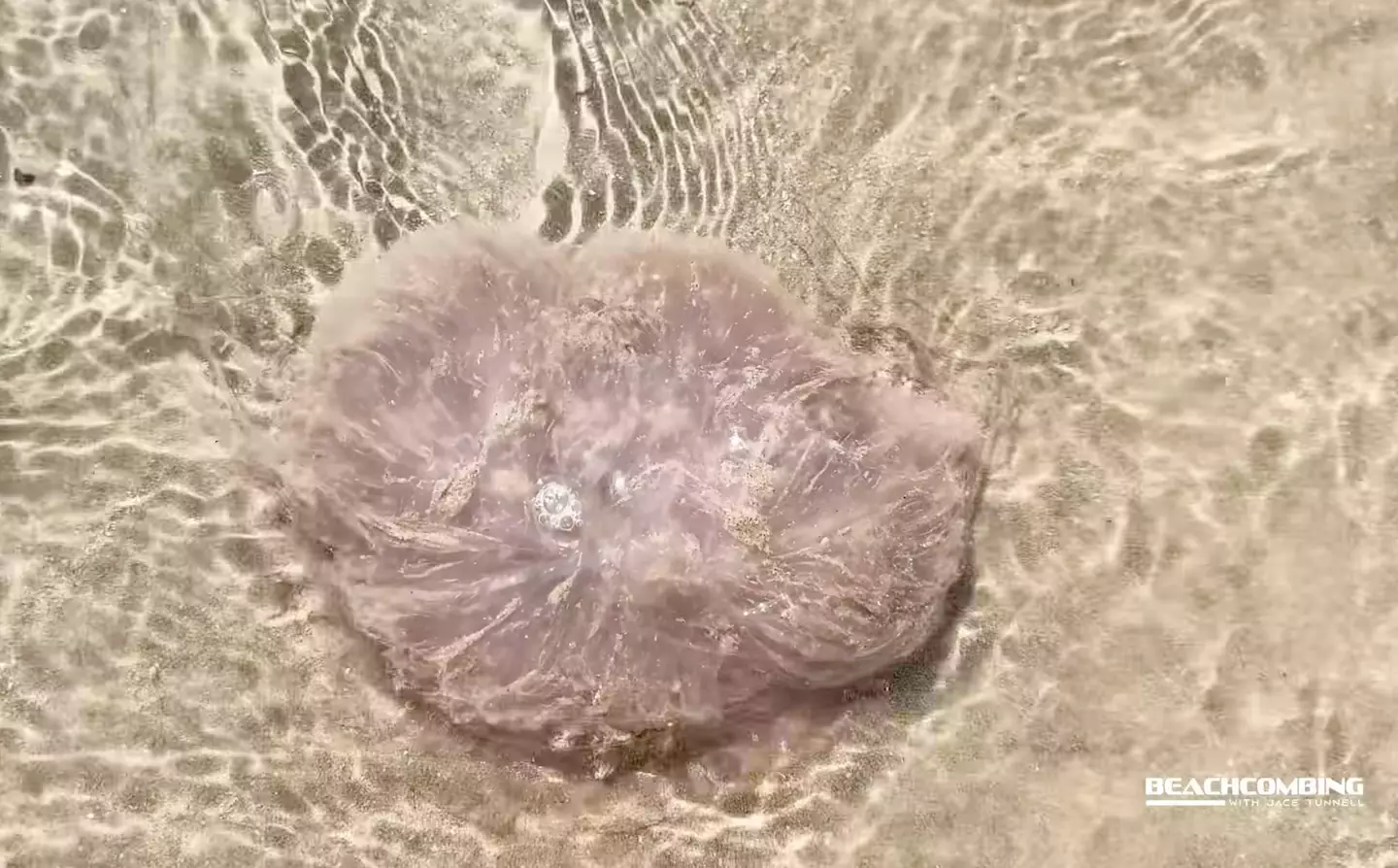 Pink meanie tentacles can stretch longer than a bus (Harte Research Institute)