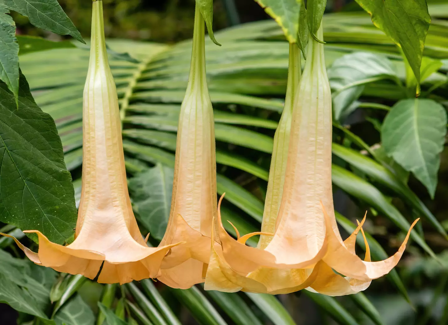 Devil's breath can be derived from Angel Trumpets. (Getty Stock Photo)