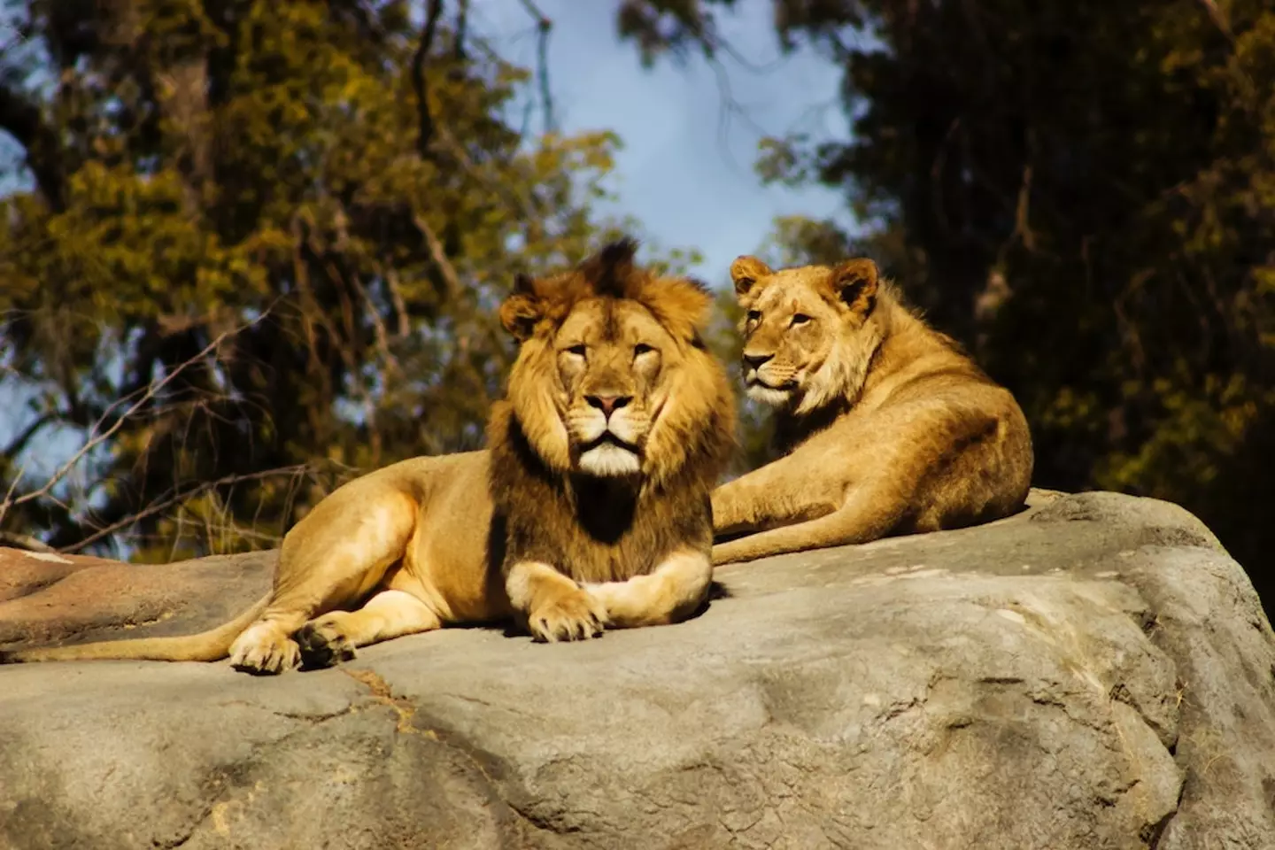 Some of the jihadists were devoured by lions.