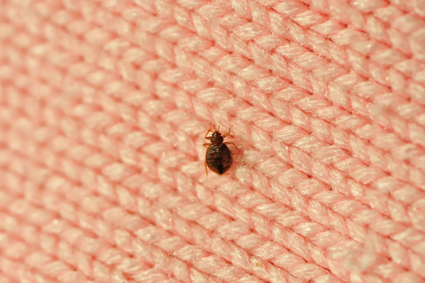 Bedbugs have been spotted all over Paris.