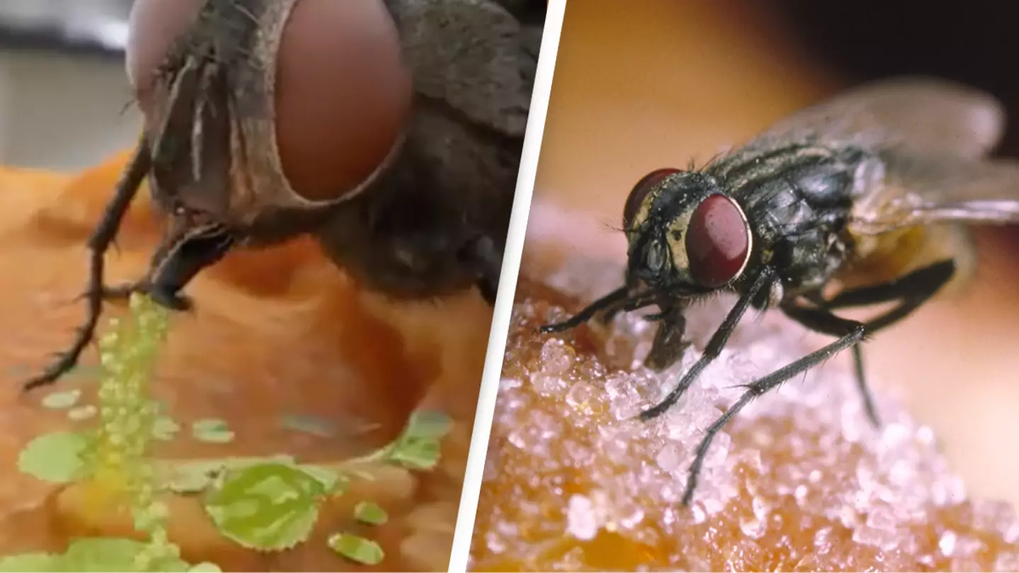 People left disgusted as 'gross' video demonstrates exactly how flies eat food