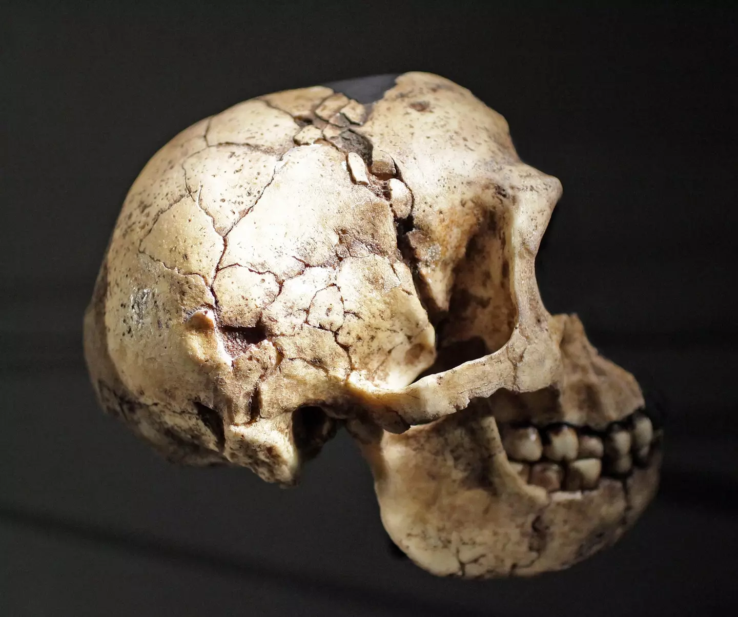 The skull of Homo floresiensis found on Flores.