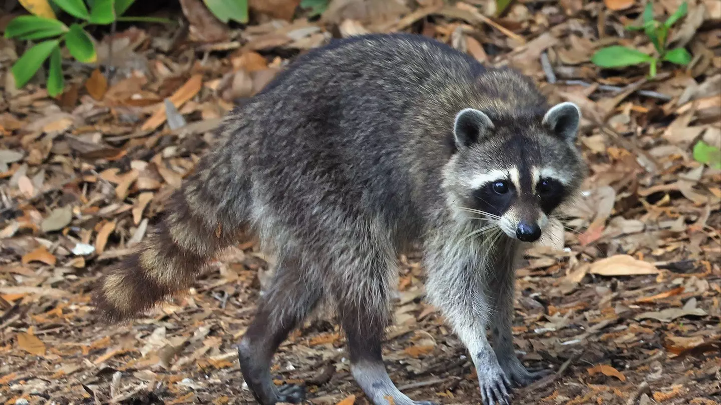 Bruce Bennett/Getty Images