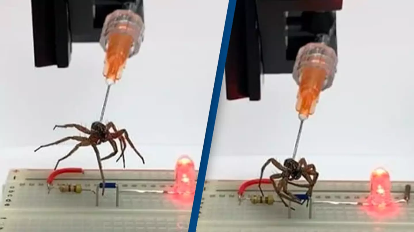 Scientists create 'necrobotics' using dead spiders