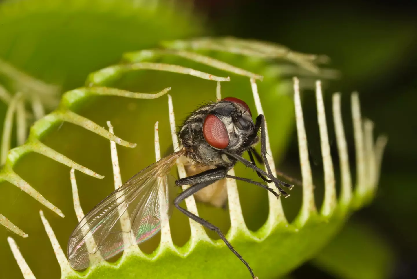 While Venus flytraps have the ability to consume human flesh, they're too small to eat us whole.