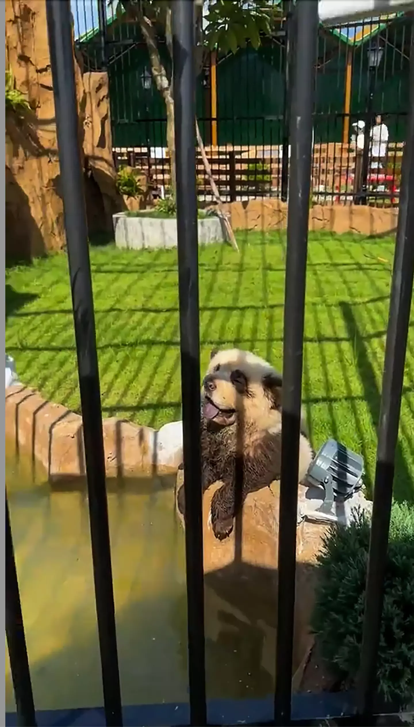 I never realized you could get miniature pandas?! (ASIA WIRE)