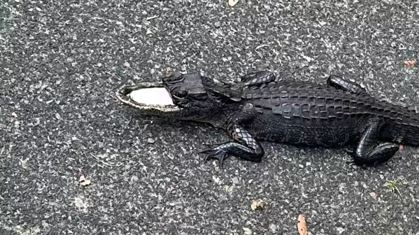 The alligator is now being housed at Gatorland.