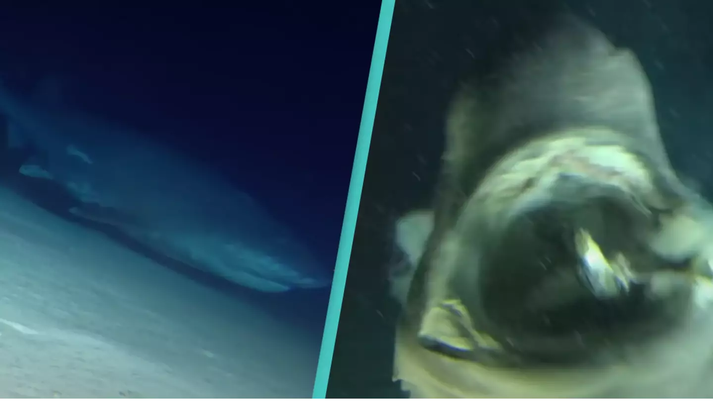 Divers run into giant deep sea shark that's bigger than their submarine in shocking footage
