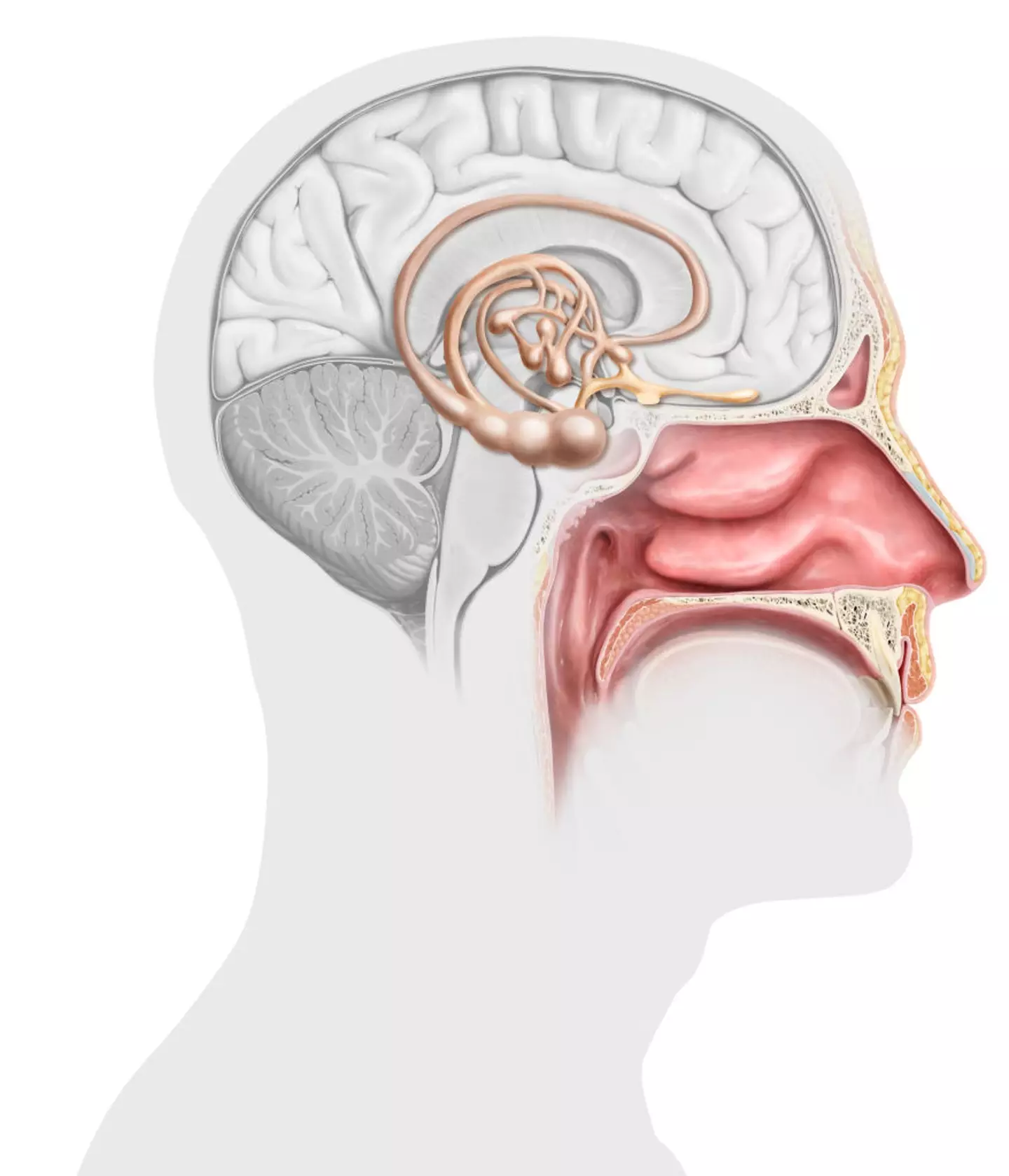 Picking your nose might cause bacteria to travel to the brain through the olfactory system (QAI Publishing/Universal Images Group via Getty Images)