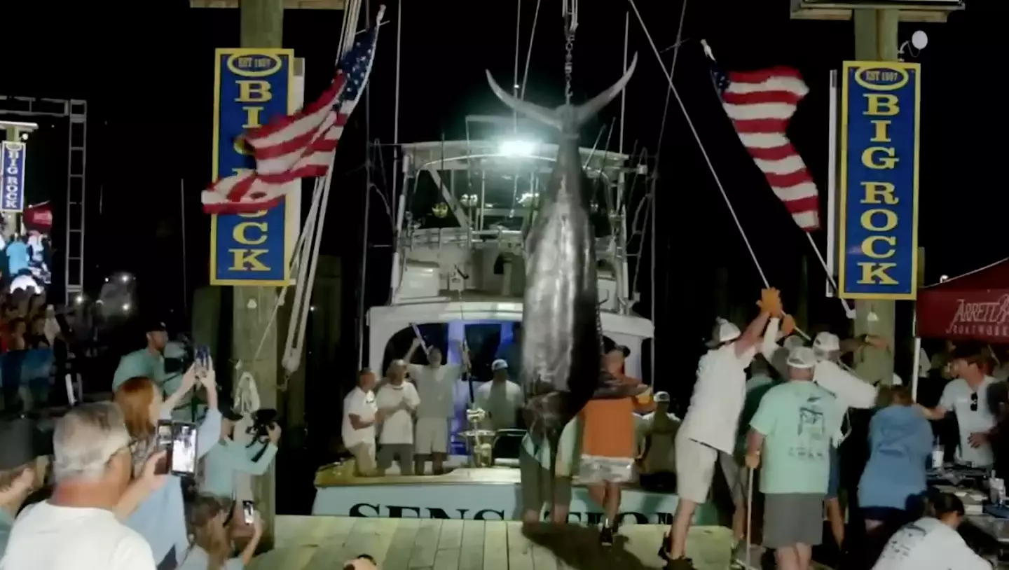 A fishing crew was denied an eye-watering $3.5 million in prize money after their 619.4lb marlin was controversially disqualified from a tournament.