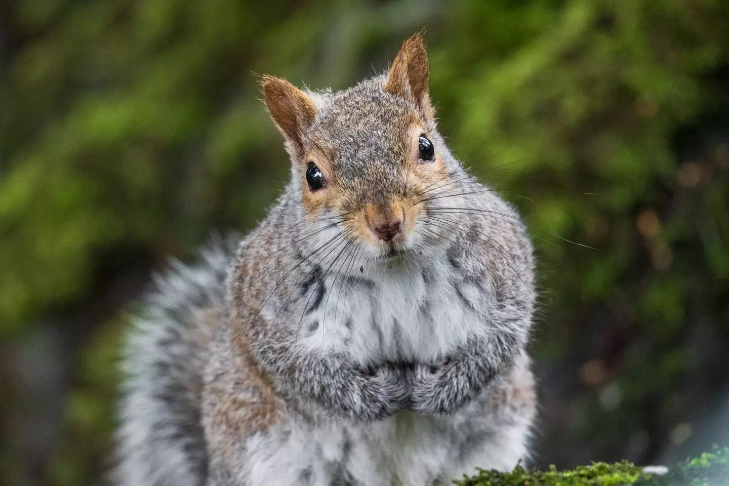 A squirrel has been 'attacking' people in a California town (Getty Stock Image)