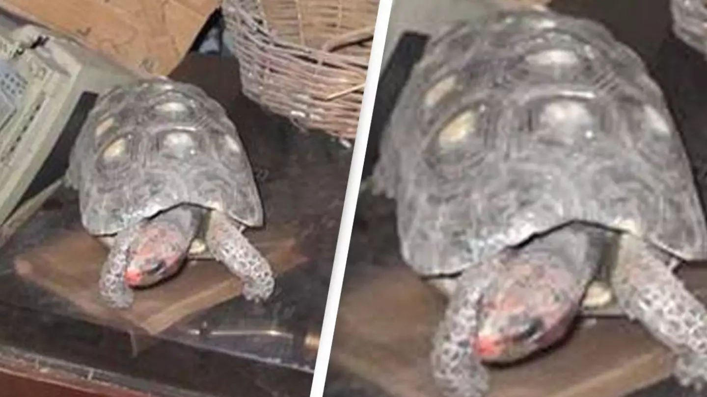 Pet Tortoise That Went Missing In The 80s Discovered In Attic 30 Years Later