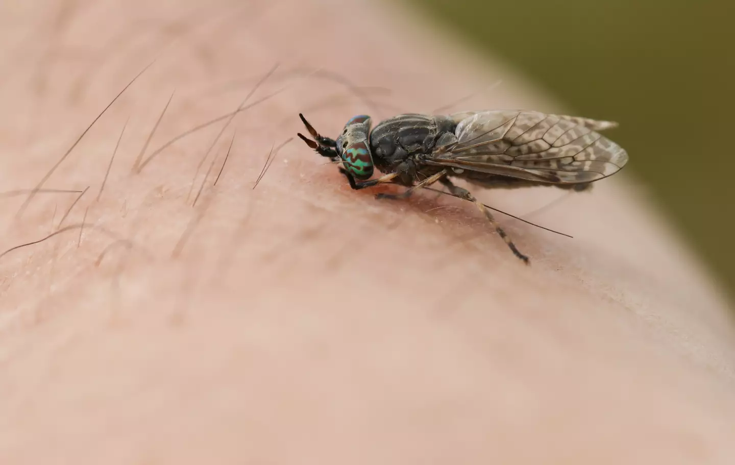 Who'd thought flies could be such pests? (Getty Stock Image)