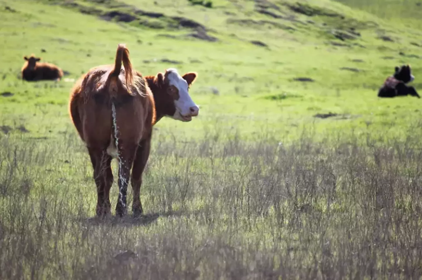 Animals weighing more than 3kg take around 21 seconds to empty their bladders (Monica Murphy/Getty Stock Image)