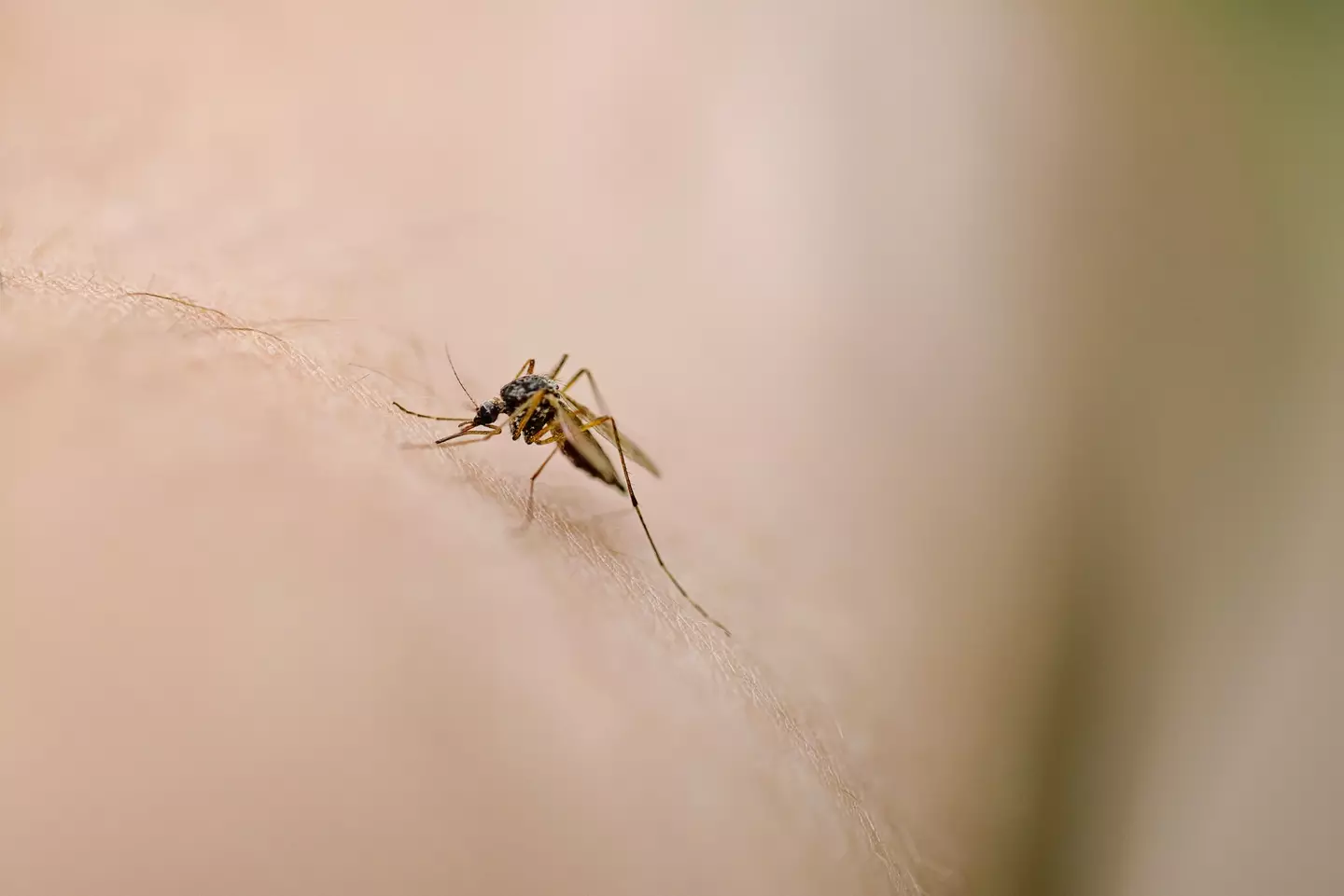 Symptoms of Chikungunya virus can vary (Getty Stock Photo)