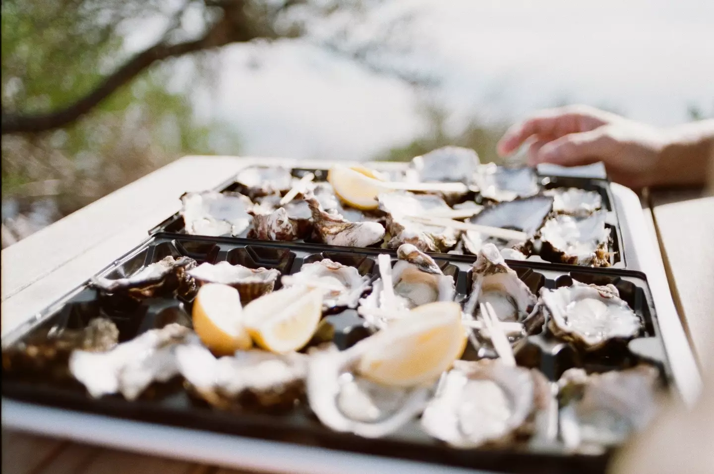 A single oyster can filter five litres of water each hour.