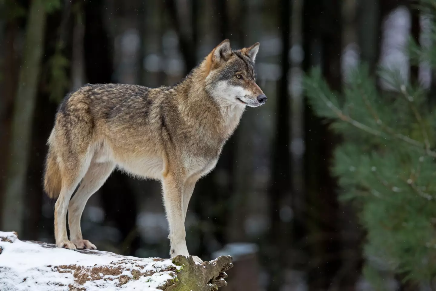 The hunter claims that she thought the husky was a wolf.