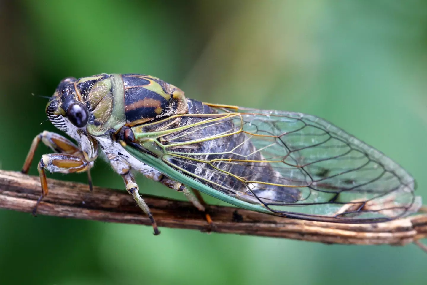 The cicadas will be out in force this year.