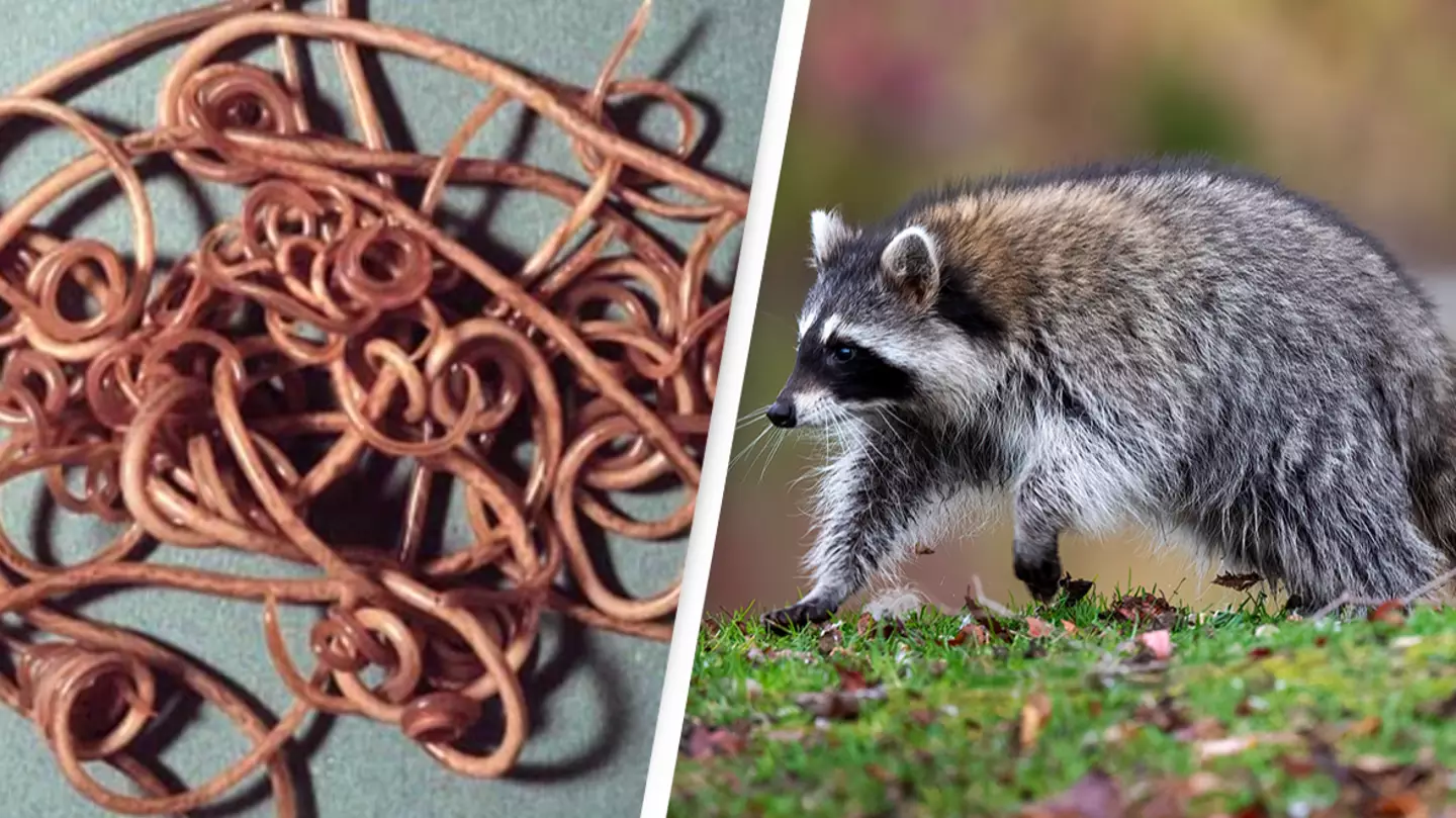 Two people infected with deadly brain-infecting parasite linked to common animal
