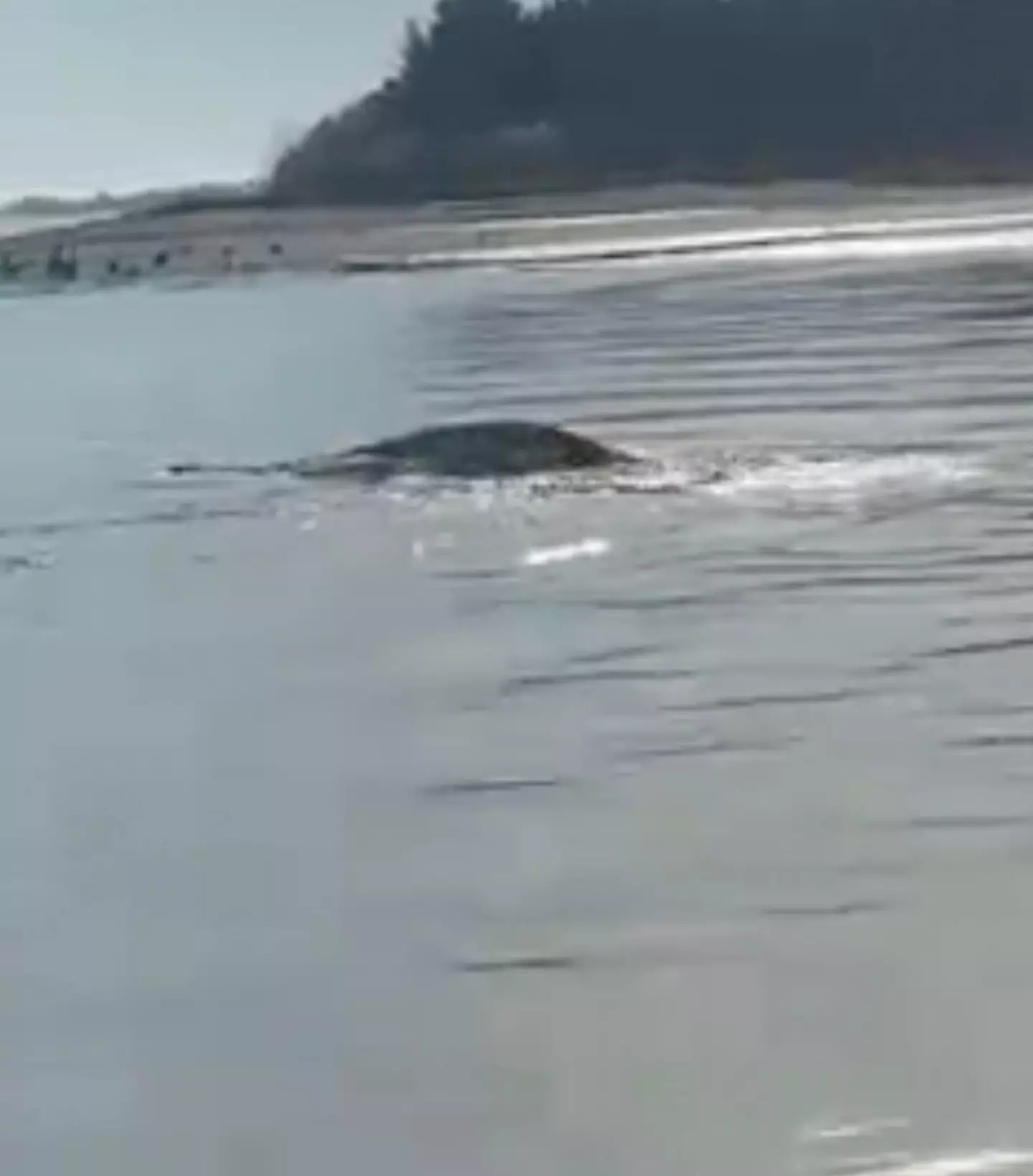 Could it be Nessie?