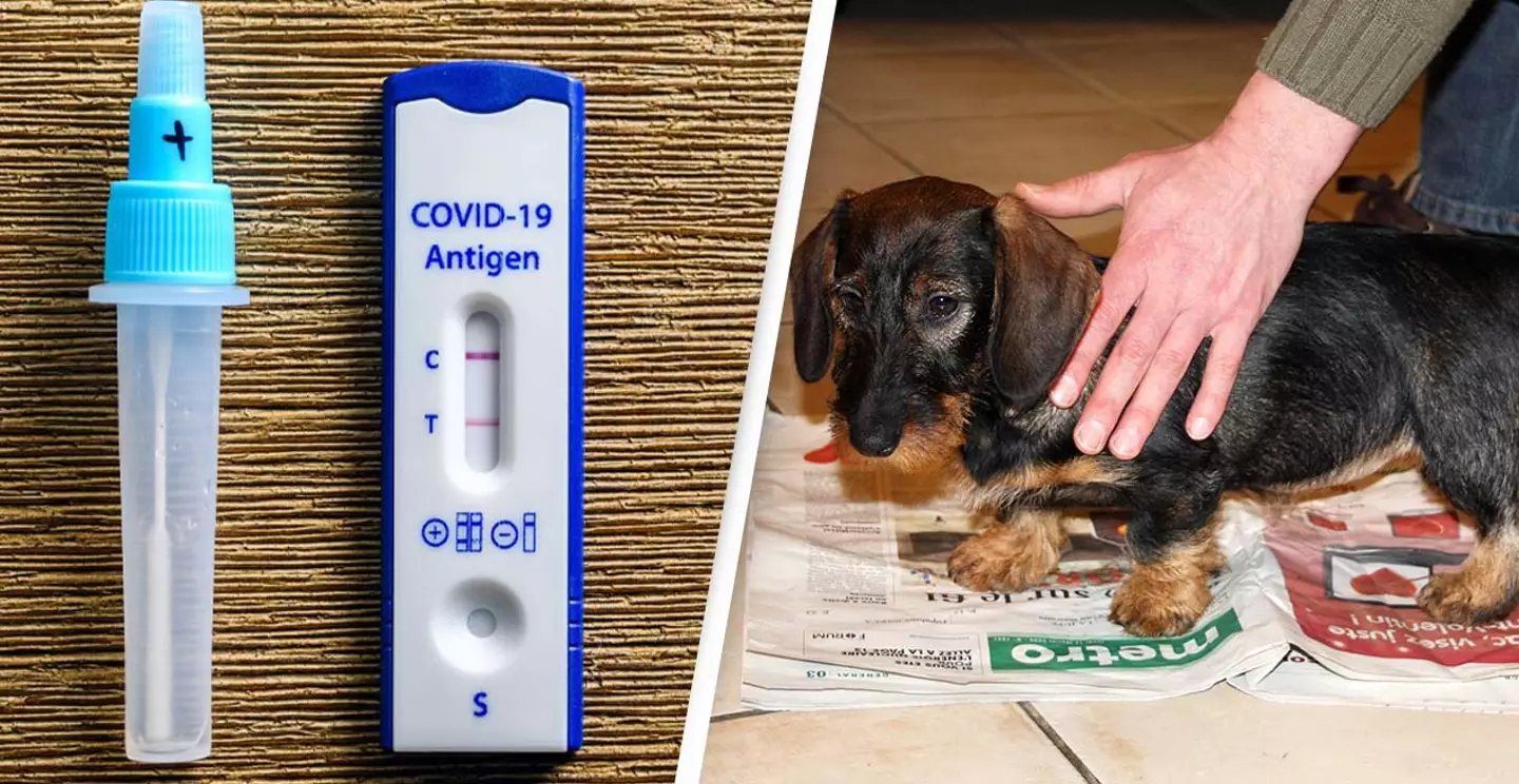 Warning Issued Over Rapid Antigen Tests Amid Dog Poisoning Fears (Alamy)