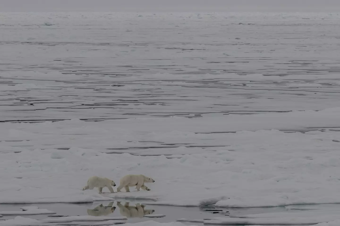 One of the polar bears was reportedly 'put down'. (Sebnem Coskun/Anadolu Agency via Getty Images)
