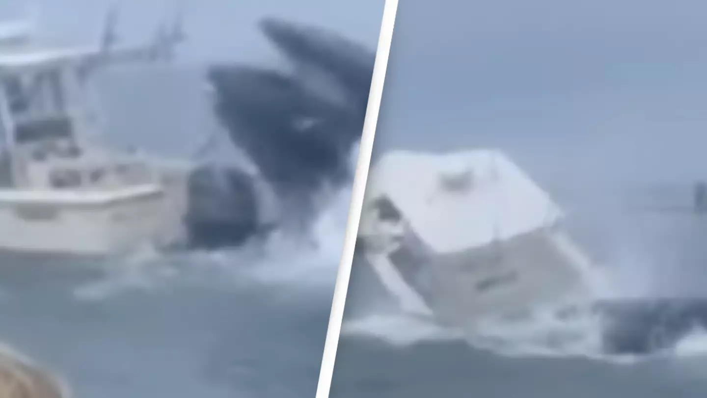 Terrifying moment whale capsizes boat sending two people onboard into the water