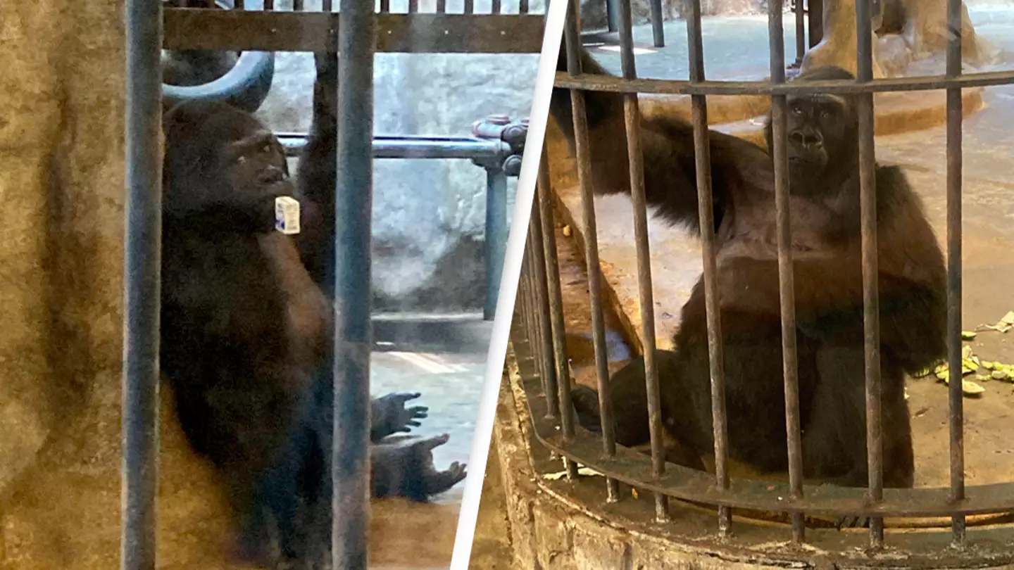 Zoo owners are refusing to release 'world's saddest gorilla'