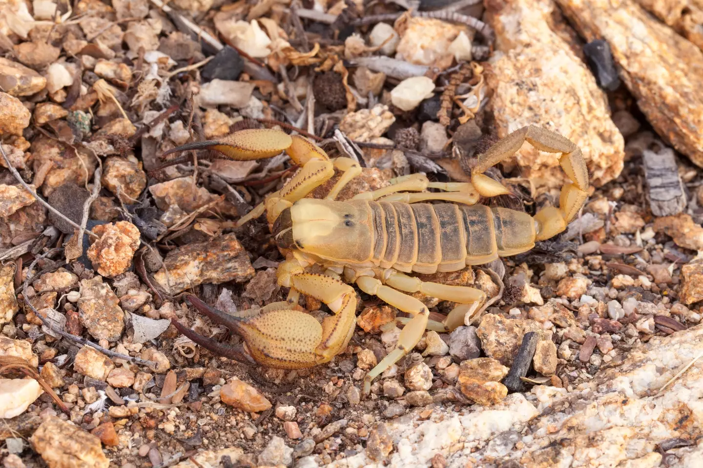 A gallon of their venom is worth millions thanks to the medical uses it has, but you'd need millions of scorpions to make that much.