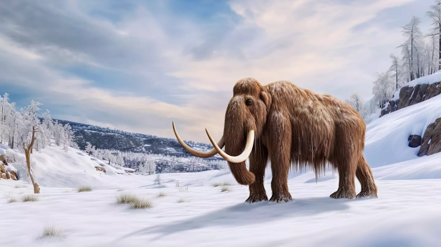 Scientists are hoping to 'de-extinct' the mammoth. Getty Stock Photo