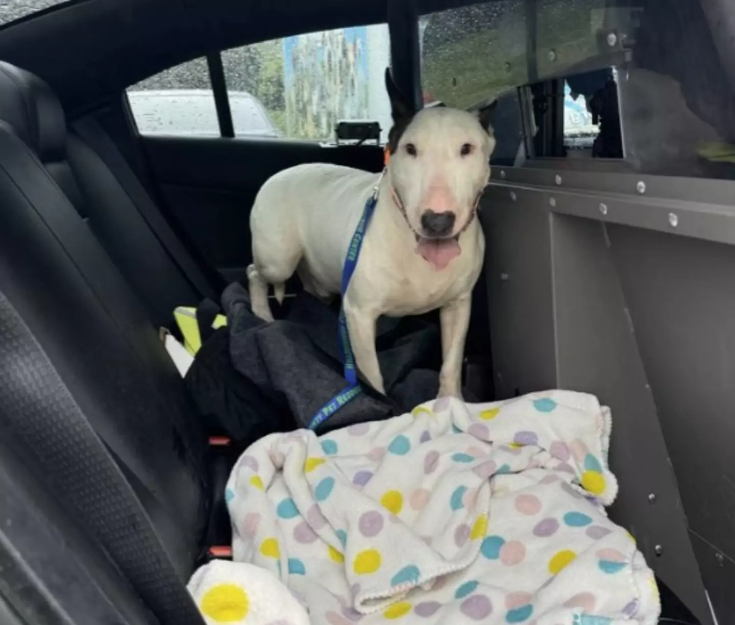 The adandoned dog was rescued as is now safe and well (@FLHSMV/Twitter)