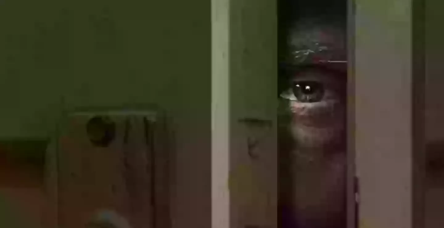 The show has two seasons on Netflix (Netflix)