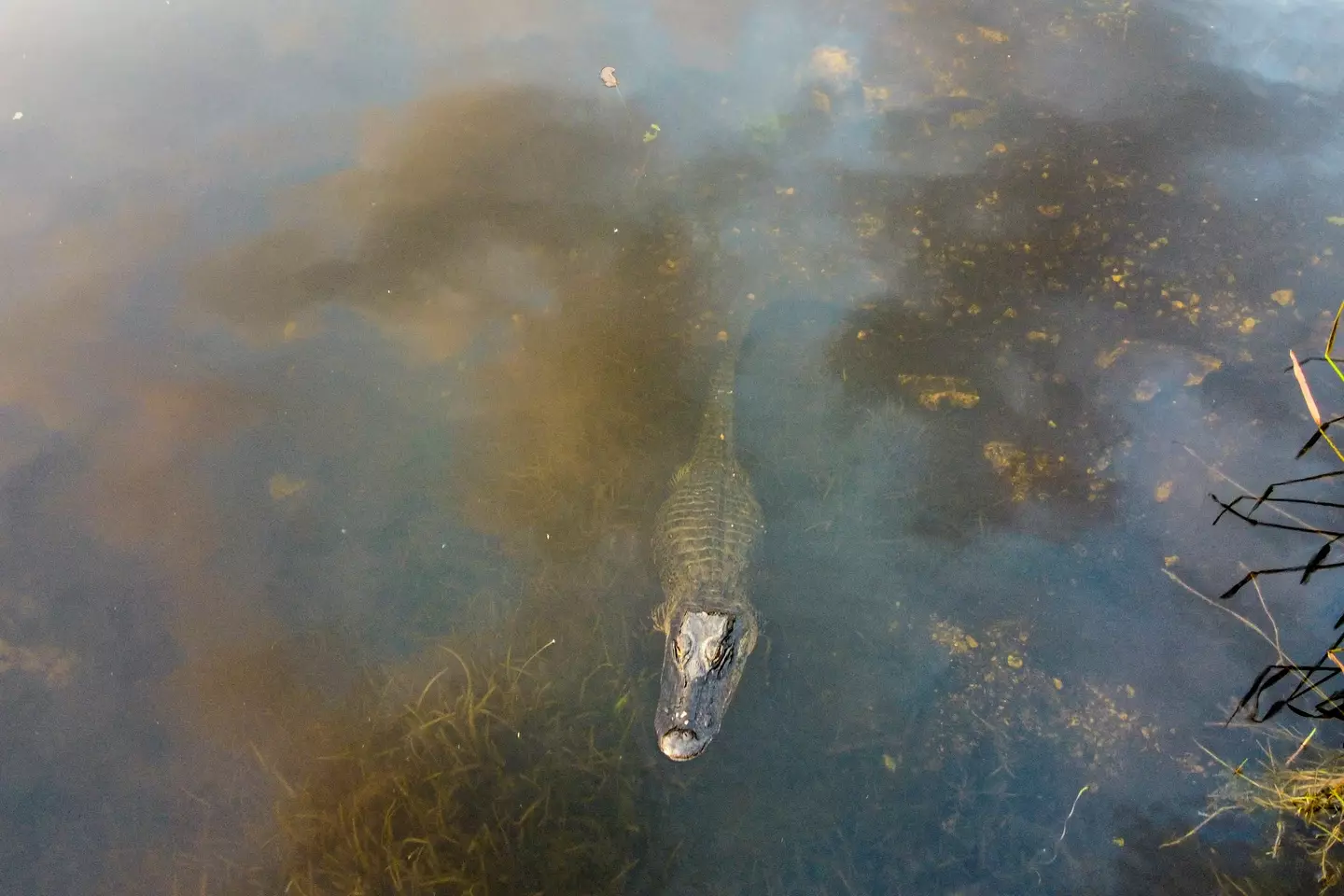 Alligators can even lurk in shallow water. (CHANDAN KHANNA/AFP via Getty Images)
