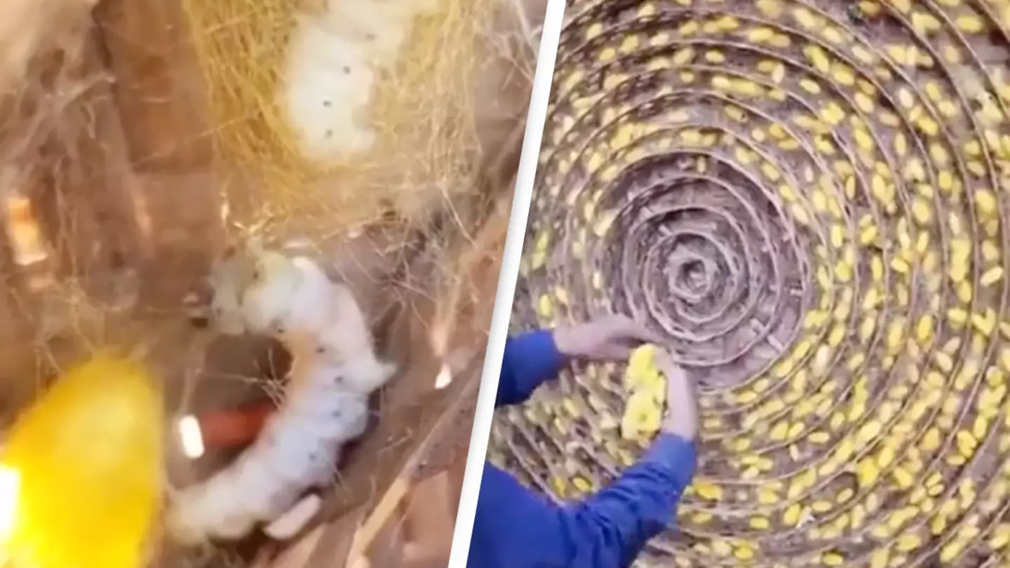 Footage of how silk is produced is leaving people mind-blown