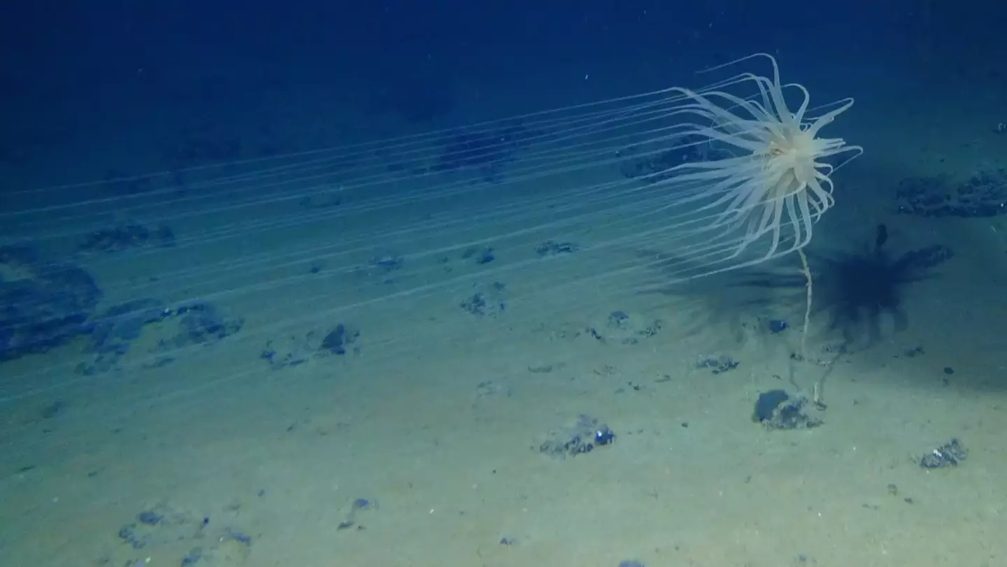 A species called Relicanthus sp. was discovered in the Clarion-Clipperton Zone. (Craig Smith and Diva Amon, ABYSSLINE Project)