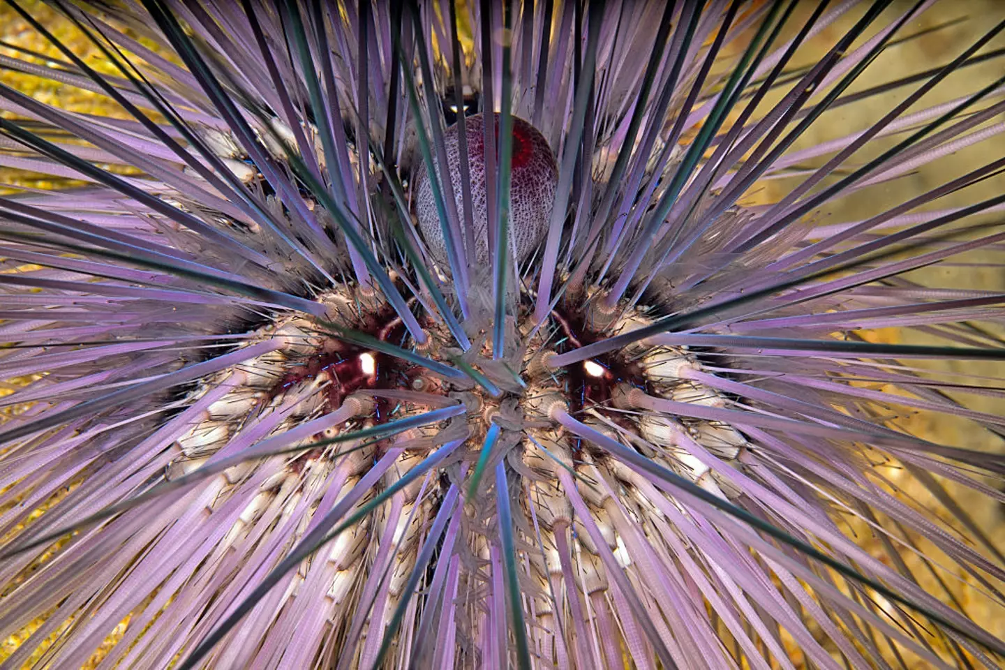 Puffer fish can be poisonous (Anadolu / Contributor/ Getty Images)