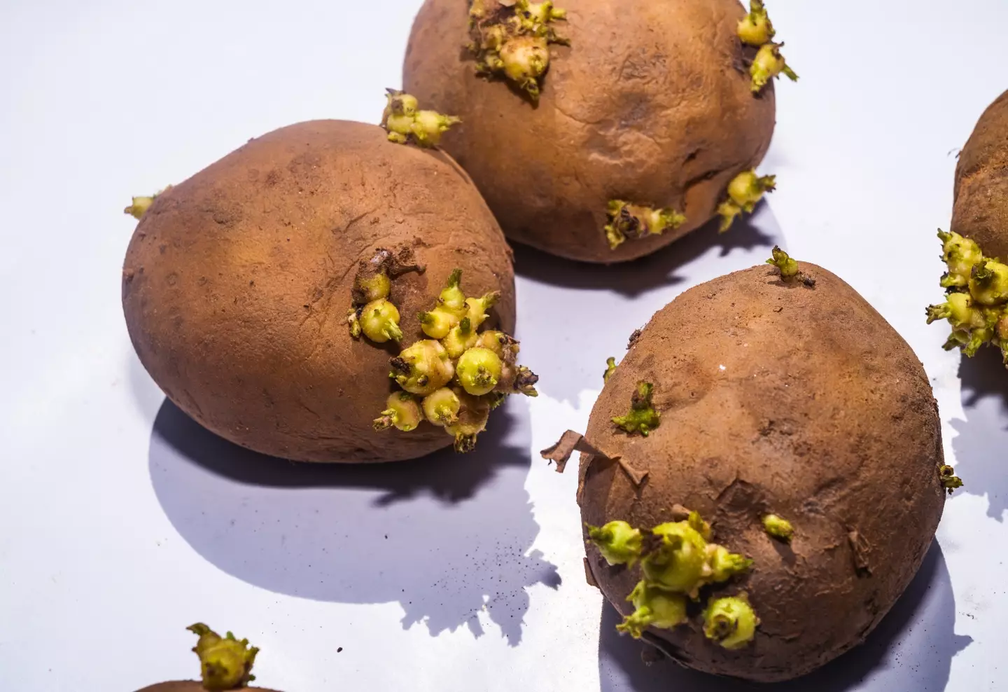 Green potatoes (Getty Images / NurPhoto / Contributor)