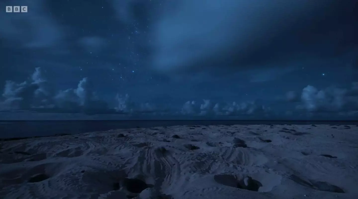 Thousands of green turtles nest on the island each year.